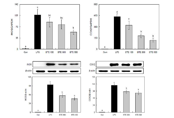 iNOS와 COX2의 유전자 및 단백질 발현. 실험결과는 평균±표준오차로 표기하 였으며, 실험군간의 유의성은 p < 0.05 수준에서 Duncan의 다중검정법에 의해 검정하였음.