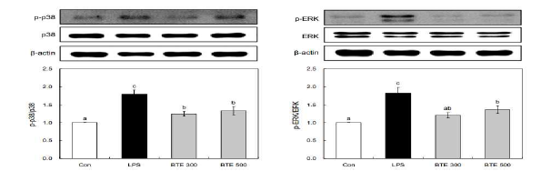 MAPK 경로 단백질 발현. 실험결과는 평균±표준오차로 표기하였으며, 실험 군간의 유의성은 p < 0.05 수준에서 Duncan의 다중검정법에 의해 검정하였음.