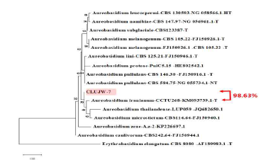 Aureobasidium sp. 신종 후보 유연관계