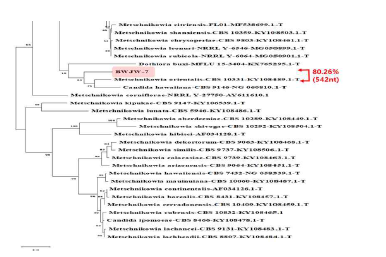 Metschnikowia sp. 신종 후보 유연관계