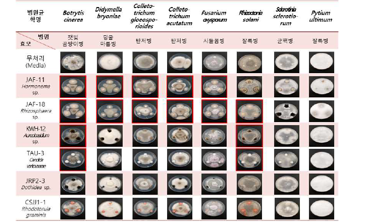 생물계면활성물질 분비 효모의 식물병원성균 항균활성