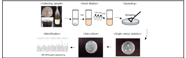 농업환경 및 발효식품 유래 세균 분리 과정 모식도