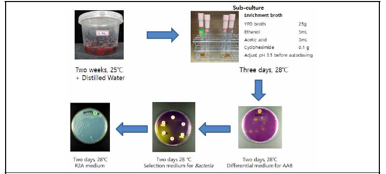 농업환경 및 발효식품 유래 초산균 분리 과정 모식도