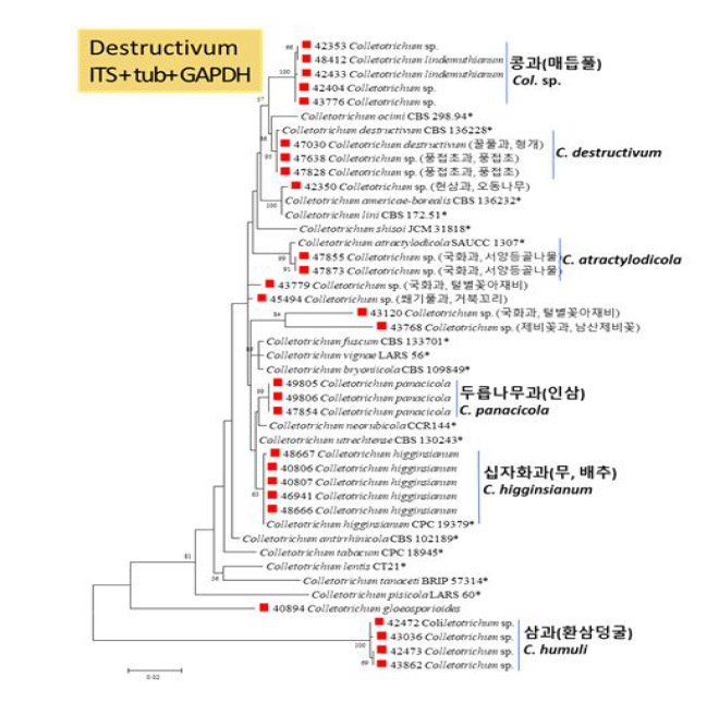 rDNA-ITS, β-tubulin, GAPDH 유전자 분석에 의한 KACC 보유 Colletotrichum 속 균주의 재동정