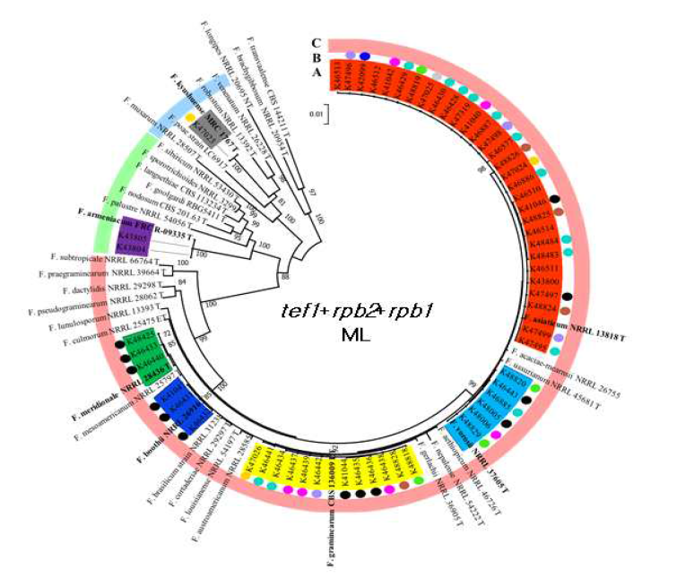 Tef, rpb1, rpb2 유전자 분석에 의한 KACC 보유 Fusarium 속균의 재동정