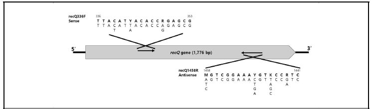 Genetic marker (recQ) primer 제작 모식도