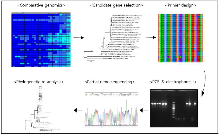 Genetic marker (recQ) gene을 이용한 마커개발 과정