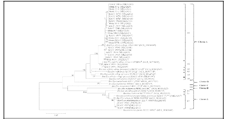 Genetic marker (recQ) gene을 이용한 계통도