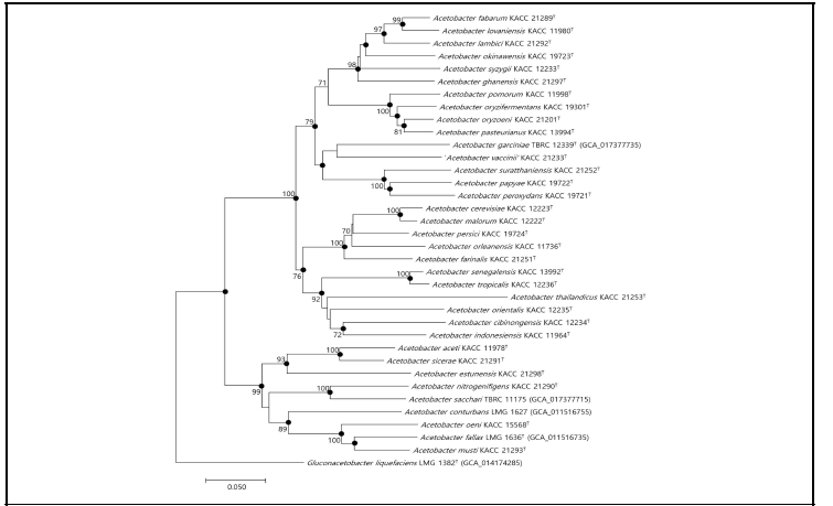 Genetic marker (rpoD) gene을 이용한 계통도