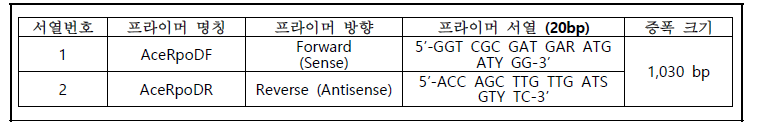 Acetobacter 속 동정용 rpoD Primer 서열