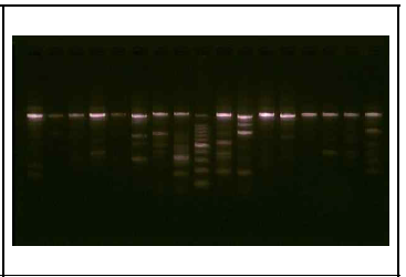 초산균의 rpoD 영역의 전기영동 결과