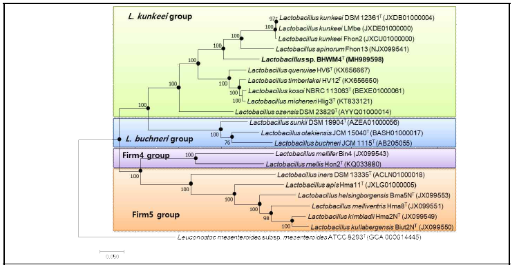 벌공생 유산균 및 근연종에 대한 유전체기반 계통도