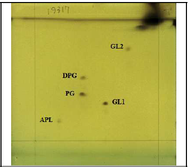 균주 BHWM-4T 의 Polar lipids 분석