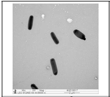 균주 BHWM-4T의 TEM 촬영 사진