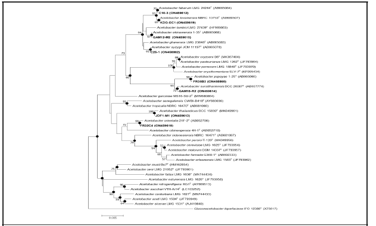 국내 미기록 Acetobacter 속 균주들의 계통도