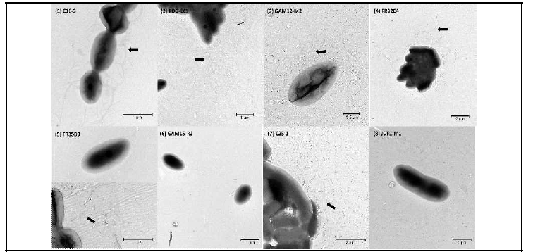 국내 미기록 Acetobacter 속 균주들의 TEM 사진