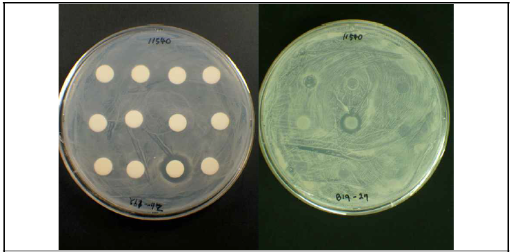 꿀벌의 부저병을 일으키는 Paenibacillus larvae KACC 14031에 대한 바실러스 (왼쪽) 및 유산균 (오른쪽)의 항균활성 검정