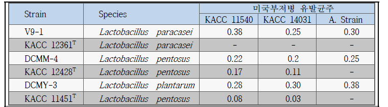 꿀벌 부저병 유발균주에 대한 항균능력이 우수한 최종 선발 유산균주