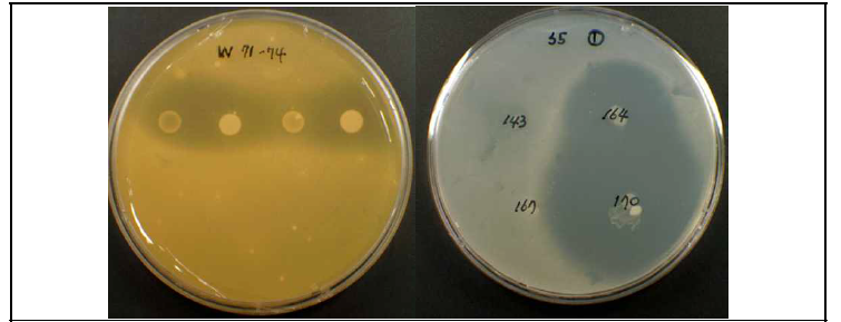 중층배지를 이용하여 Propionibacterium acnes KACC 19884에 대한 항균능력을 가진 바실러스(왼쪽) 및 초산균(오른쪽) 탐색.