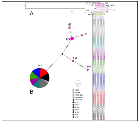 (A) 111개체의 쌍별귀뚜라미에 대한 NJ tree. 종내 유전적 차이는 최대 2.3%로 6개의 haplotypes을 확인 (B) COI 유전자의 median-joining haplotype network
