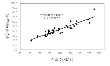 ‘신화’의 주당 착과수와 주당 수량과의 상관관계(2019년)
