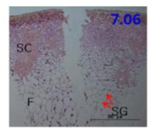 조직관찰을 통해 본 ‘신화’ 열과 형태 F, flesh; SC, stone cell; SG, starch grain * 열과 발생 시기: 만개 후 60~70일경(6월 하순)