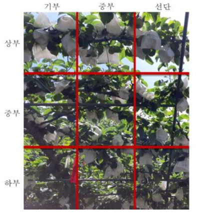 ‘황금배’ 과실의 결과위치별 특성 조사를 위한 구획화
