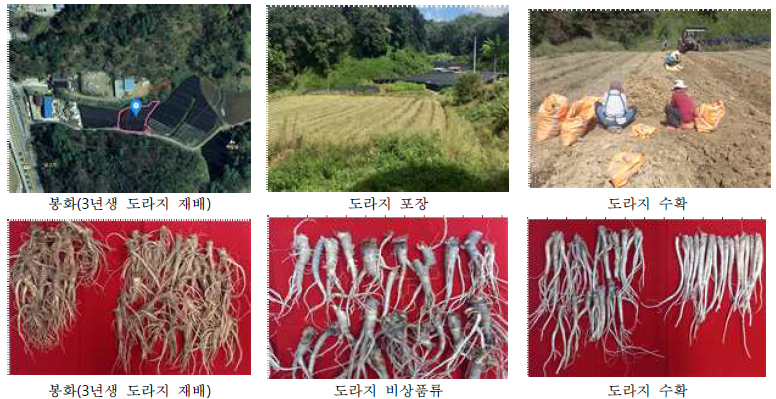 인삼후작지(경북 봉화) 도라지 재배 포장 및 수확(3년생, ’22)