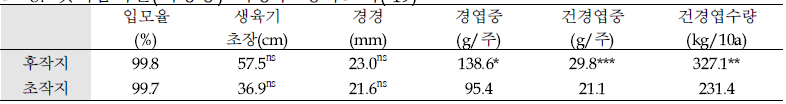 갯기름나물(식방풍) 지상부 생육조사(‘19)