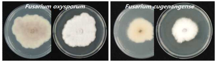 발병 식물체 분리균 2종