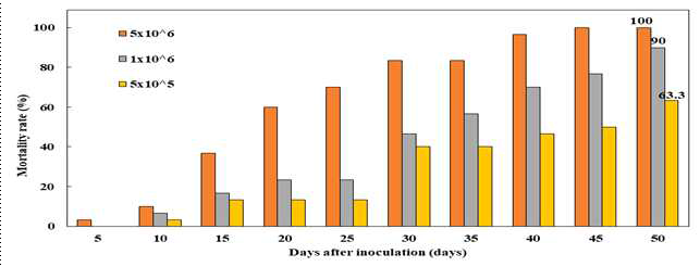 F. cugenangense 접종후 일수에 따른 황기 개체 고사율(%)