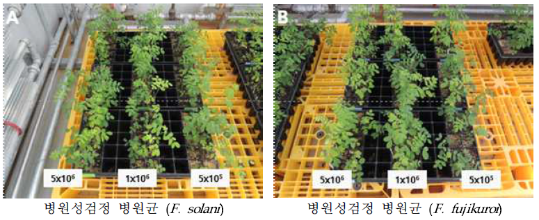 이병균 2종(F. solani, F. fujikuroi)의 황기 생육 영향 평가