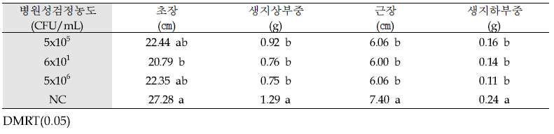 분리균 F. solani 농도별 황기 생육 영향 평가