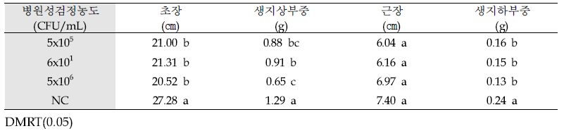 분리균 F. fujikuroi 농도별 황기 생육 영향 평가