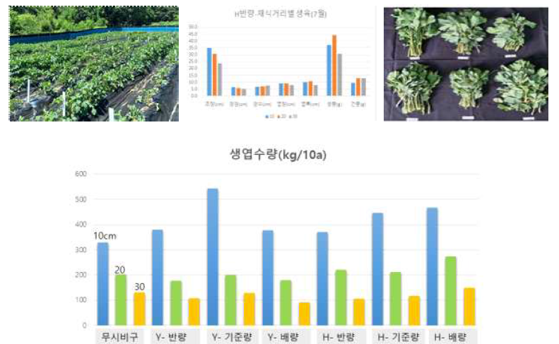 갯기름나물 재식거리별 1차 생육조사결과(’21.7.)