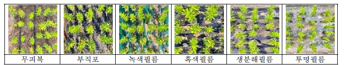 토양 피복자재에 따른 ’그린스타’의 생육 상황