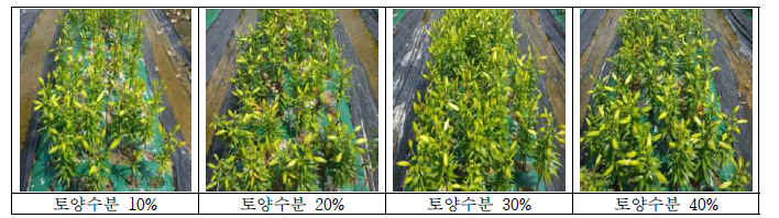 토양수분 처리에 따른 ’잠베시’의 생육