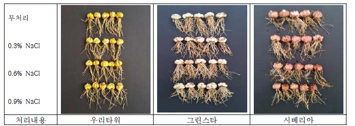 염분 처리에 따른 품종별 나리의 구근 생육