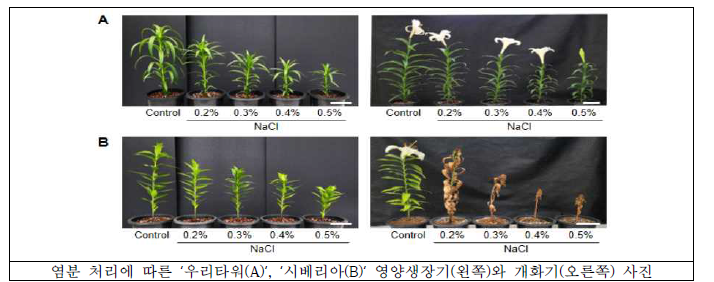 농도별 염분 처리에 따른 품종별 생육 사진