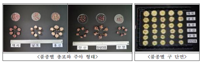 품종별 총포, 주아 형태 및 구 단면