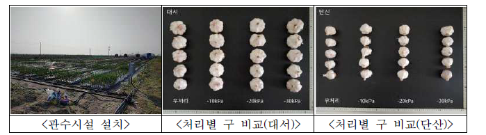 관수처리에 따른 구 비교