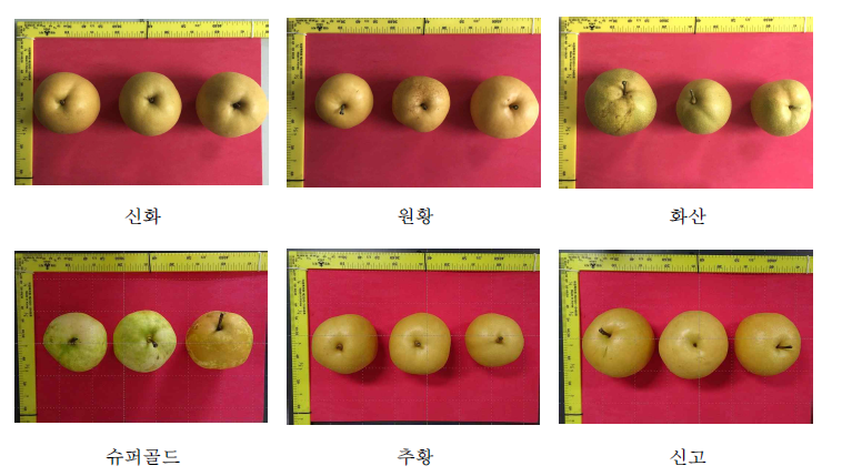 배 품종별 비교 사진