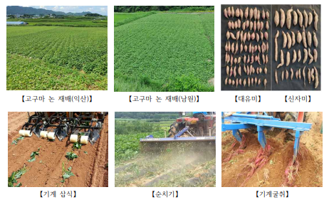 고구마 현장실증 전경