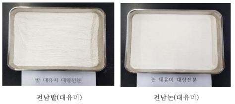 고구마 대량 전분 제조(전남 논,밭 대유미)