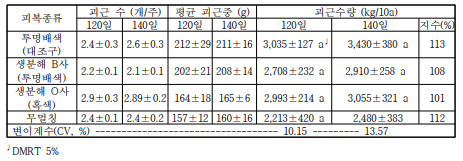 ‘신자미’품종의 피복종류 및 재배기간에 따른 괴근 수량