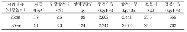 이랑높이에 따른 ‘대유미’품종 수량요소 및 전분수량(재배기간 120일)