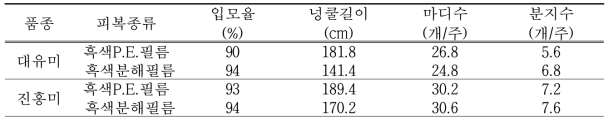 품종 및 피복별 지상부 중간 생육