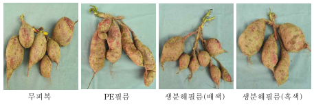 피복재료에 따른 고구마 괴근 형태(대유미 120일)