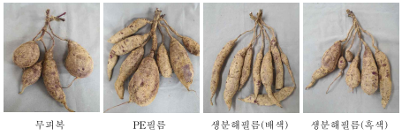 피복재료에 따른 고구마 괴근 형태(신자미 120일)