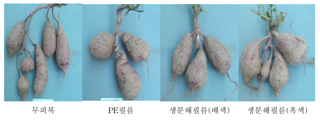 피복재료에 따른 고구마 괴근 형태(대유미 140일)